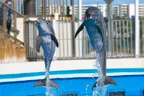 Dolphins jumping out of the water at an aquarium